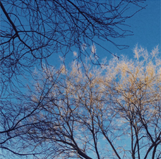 trees